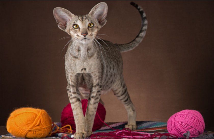 Ориентальная кошка