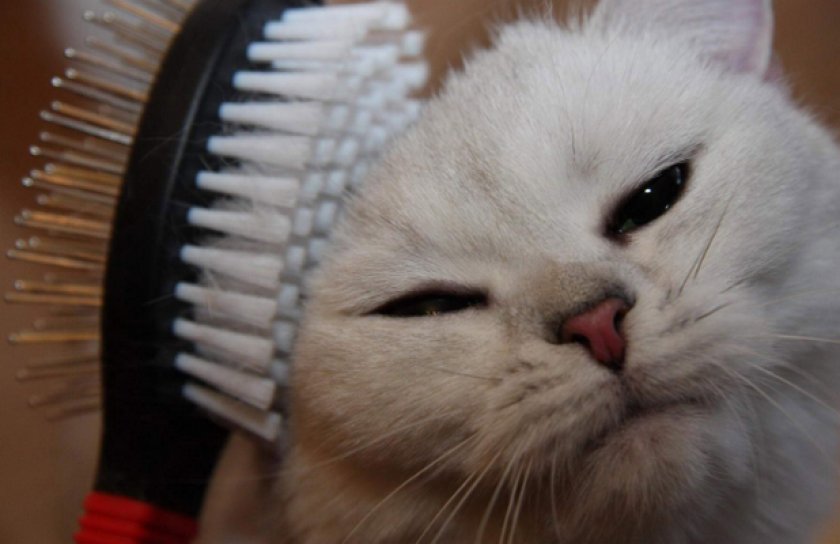 Ориентальная кошка