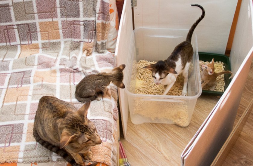 Ориентальная кошка