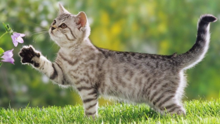 кошка кошка