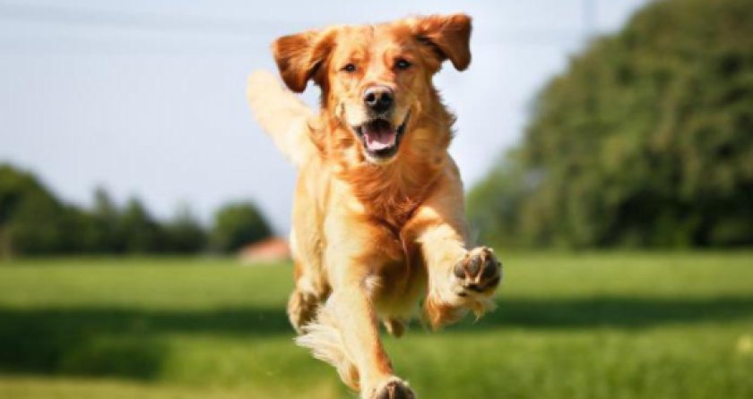 собака собака