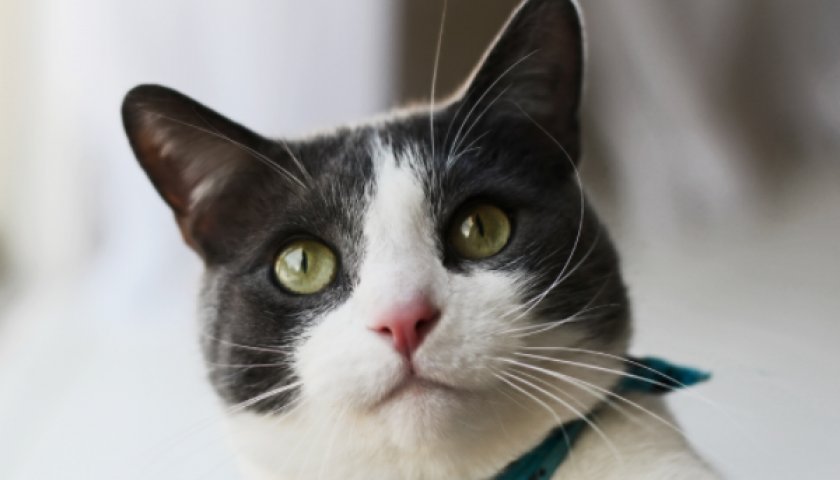 кошка кошка