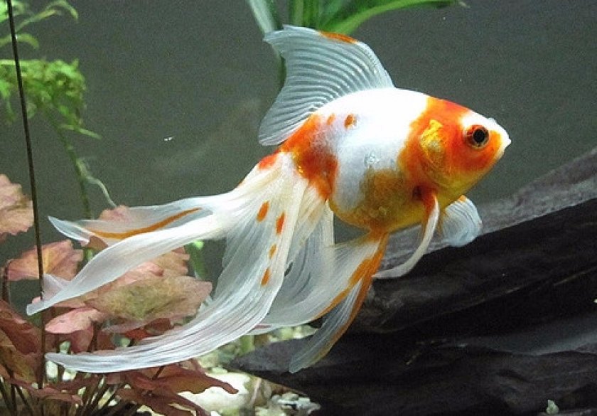 Вуалехвост Вуалехвост