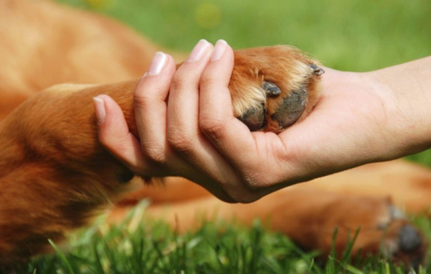 Как выбрать гипоаллергенную собаку Как выбрать гипоаллергенную собаку