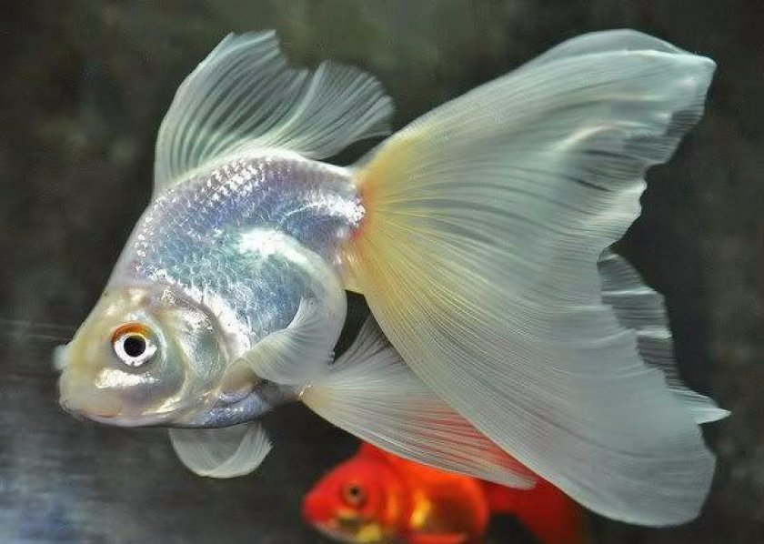 Вуалехвост Вуалехвост