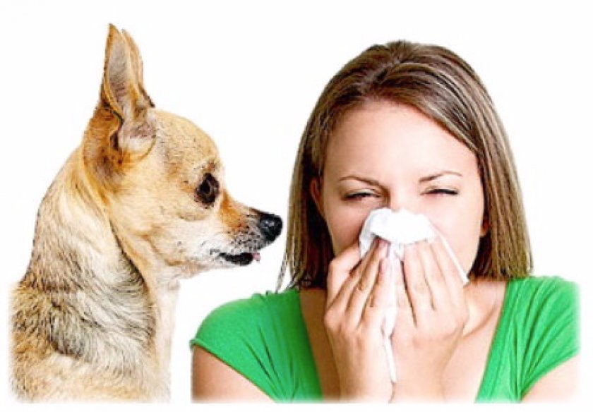 Что делать, если возникла аллергия на собаку Что делать, если возникла аллергия на собаку