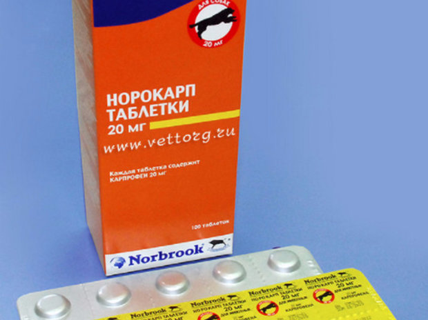 «Норокарп» (в таблетках): как давать собакам «Норокарп» (в таблетках): как давать собакам