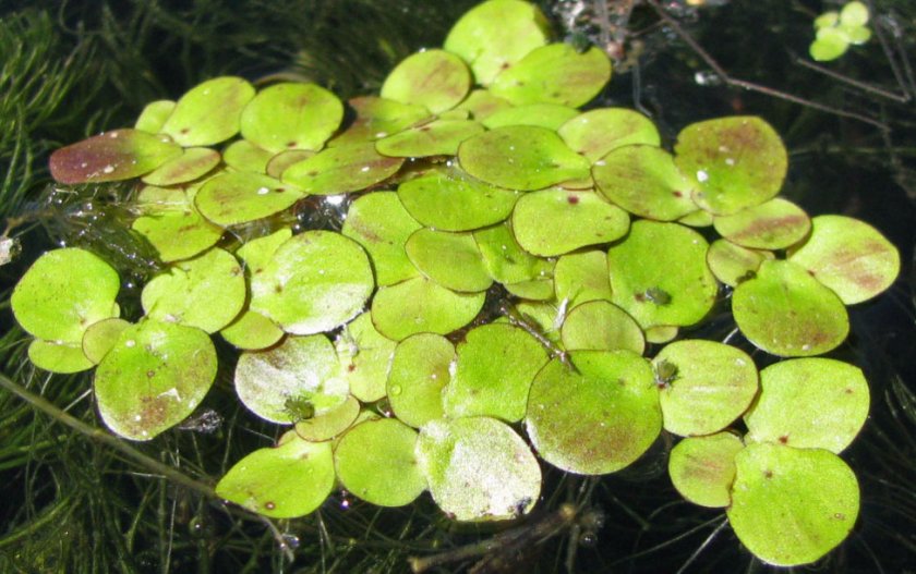 Ряска многокорневая