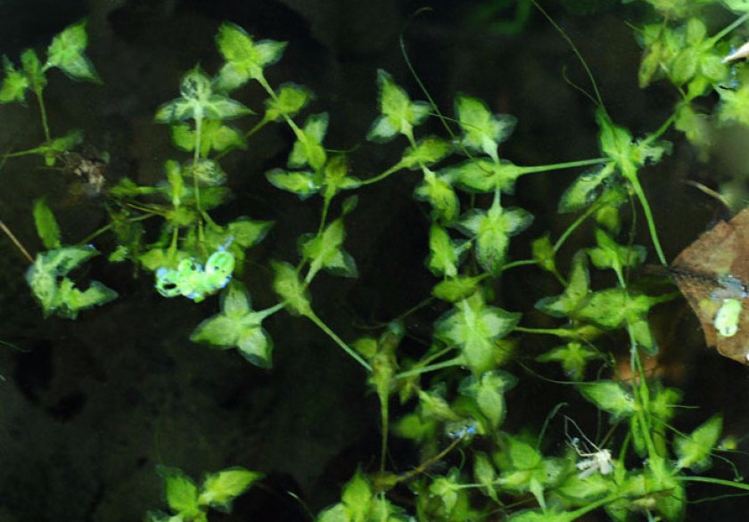 Ряска трехдольная