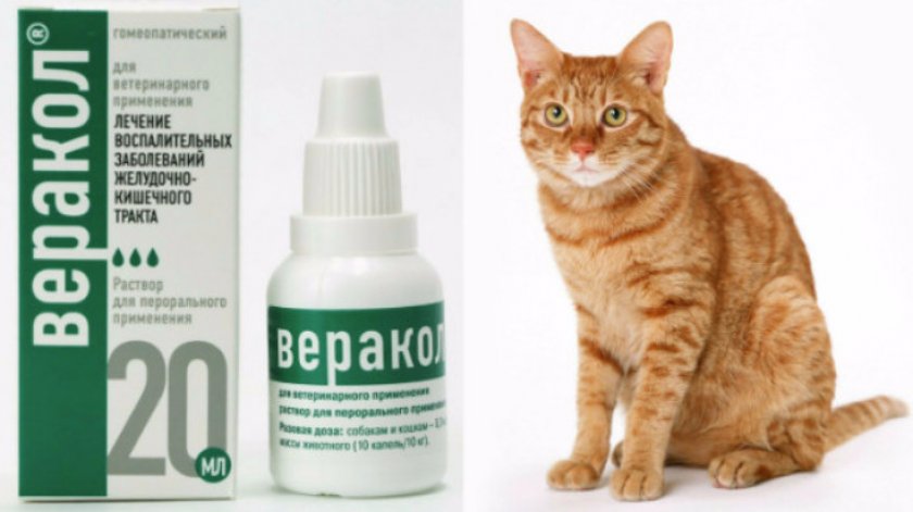 «Веракол»: как применять для кошек