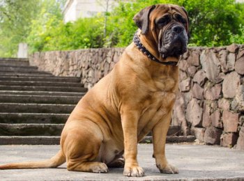 Грозный вид и преданный характер: характеристика породы бульмастиф