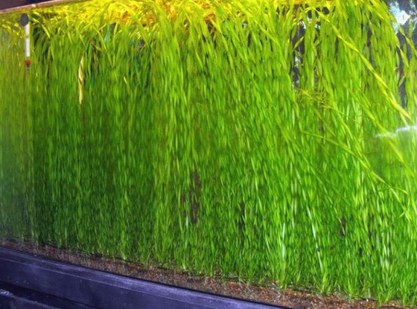 Валлиснерия спиральная