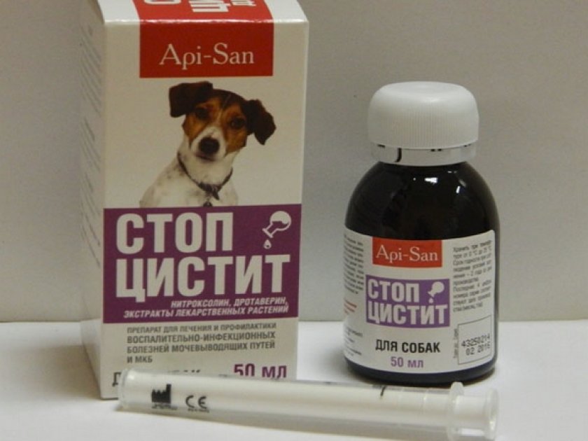 Какие антибиотики для собак. Стоп цистит био таблетки для собак. Стоп-цистит для кошек таб. №15. Стоп цистит био для собак ампулы. Стоп-цистит для собак суспензия.