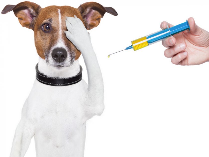Лечение собаки
