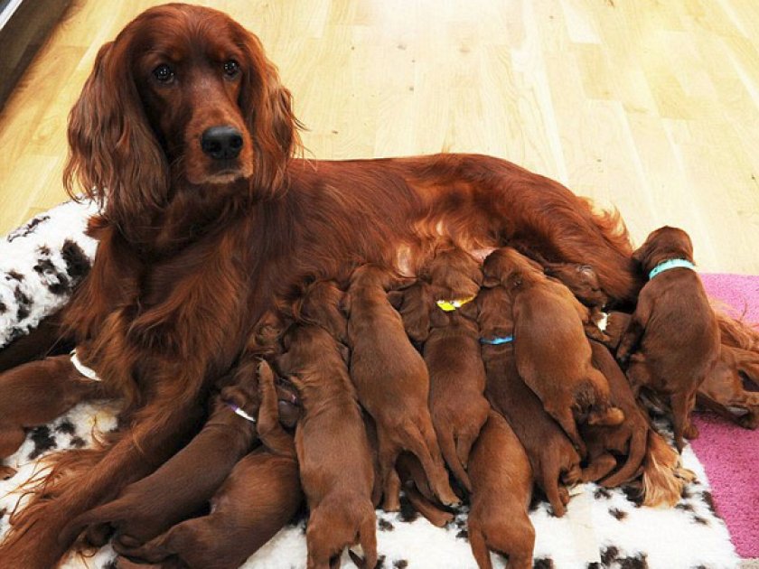 Кормящая собака Кормящая собака