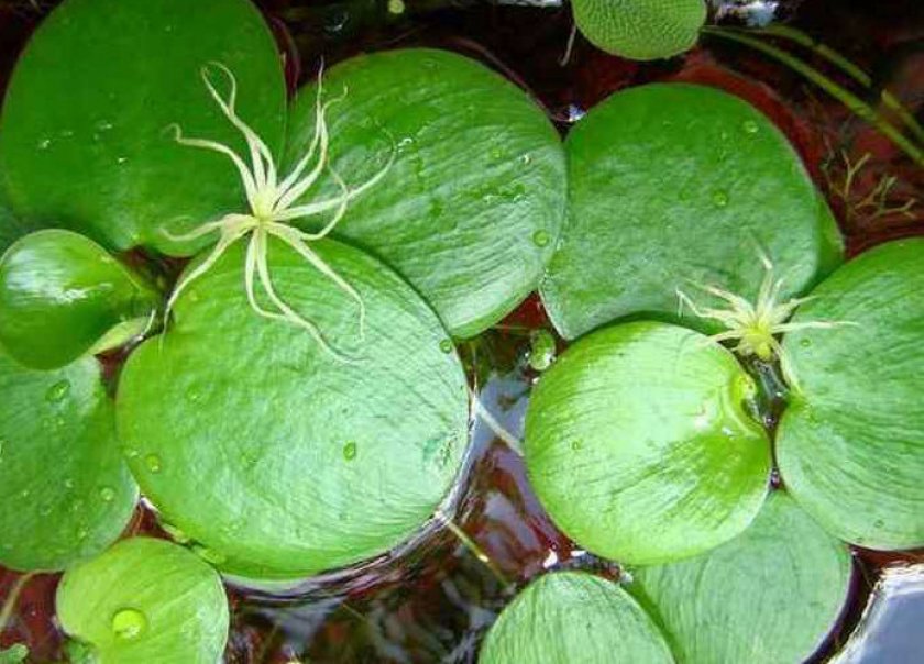 Лимнобиум побегоносный