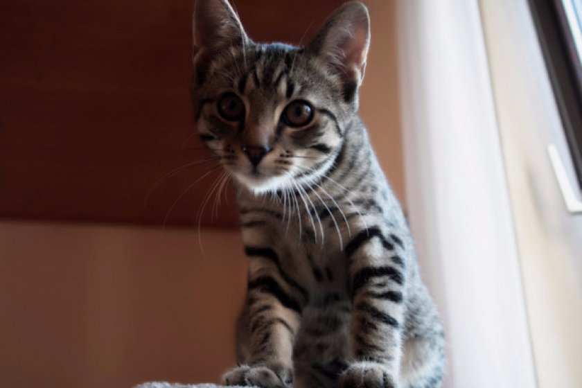 «Ветом 1.1» «Ветом 1.1»