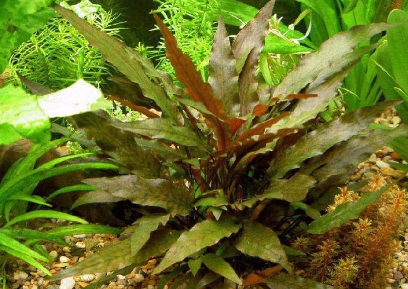 Криптокорина ундулата