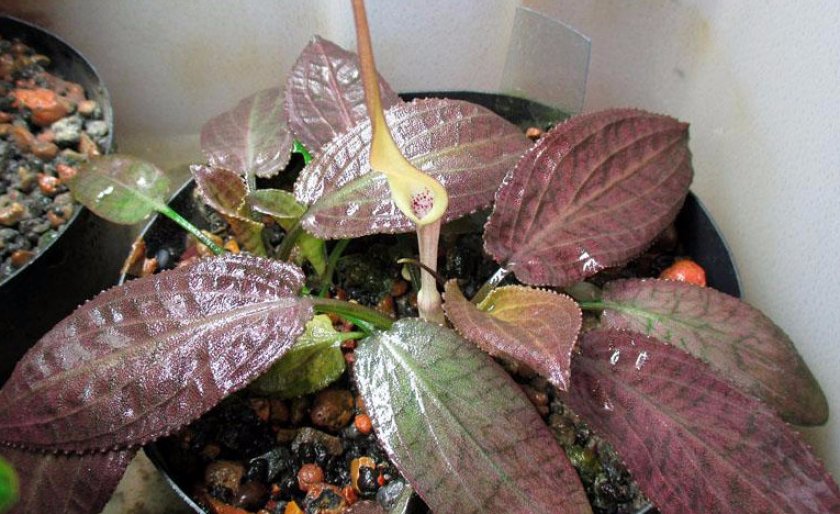 Криптокорина Твайтеза