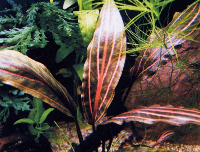 Криптокорина сердцевидная