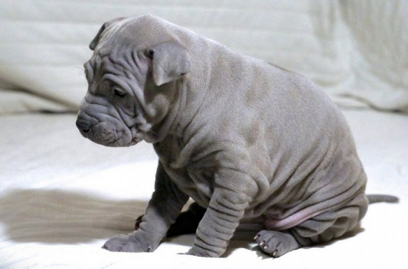 Тайский риджбек Тайский риджбек