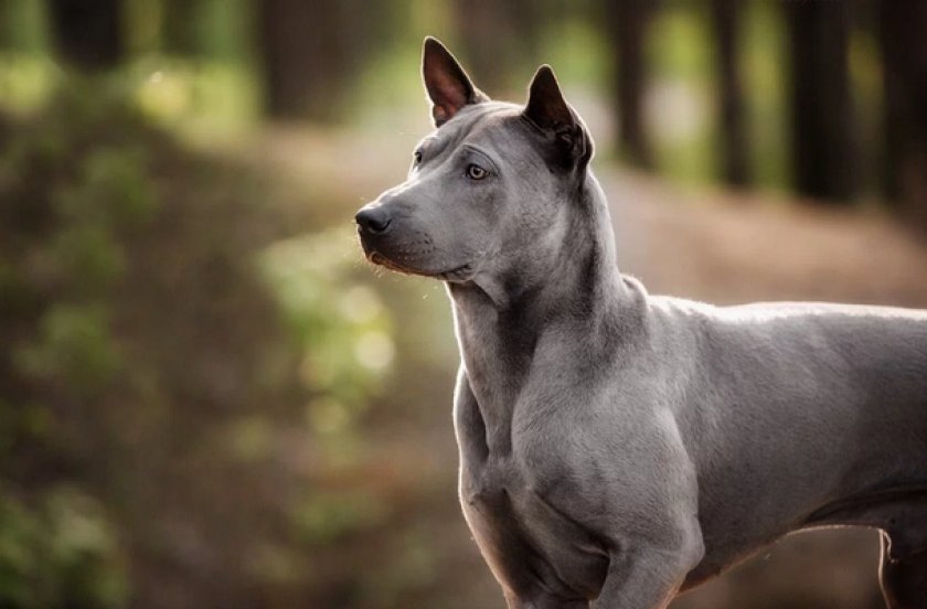 Тайский риджбек Тайский риджбек