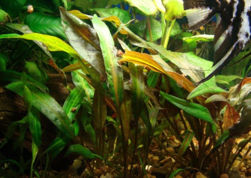 Криптокорина родственная