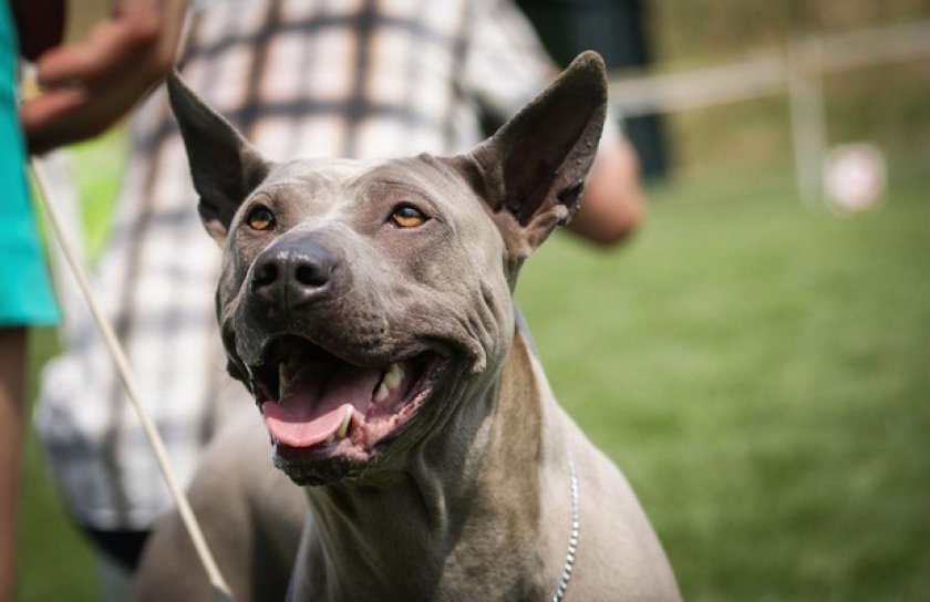 Тайский риджбек Тайский риджбек