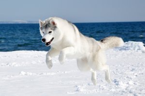 Сахалинский хаски