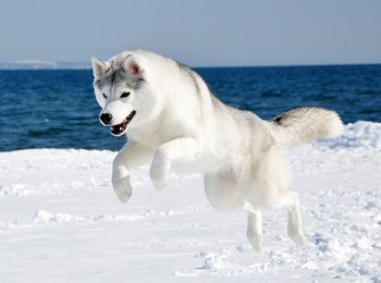 Собаки породы Сахалинский хаски, Карафуто Кен — пропавшие герои ХХ века