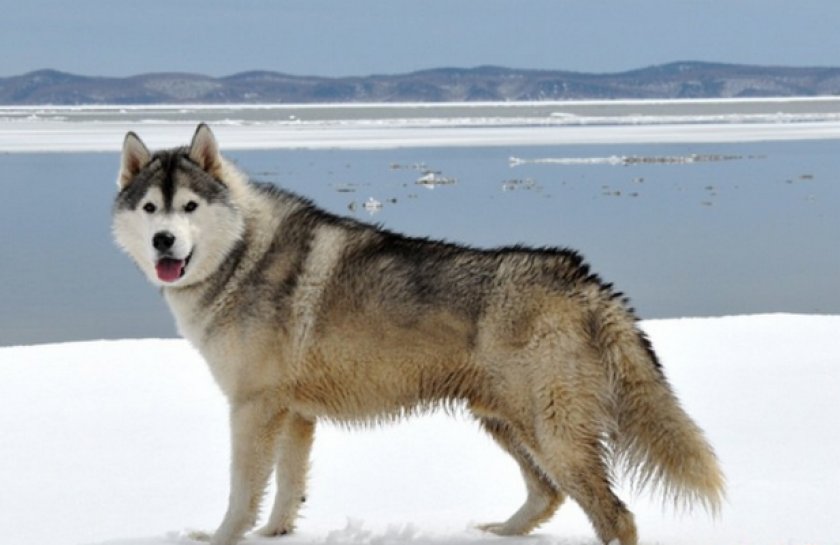 Сахалинский хаски Сахалинский хаски