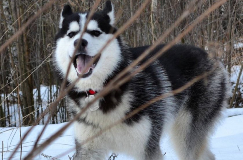 Сахалинский хаски
