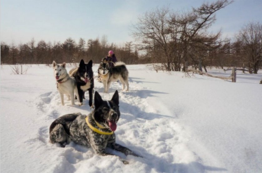 Сахалинский хаски Сахалинский хаски