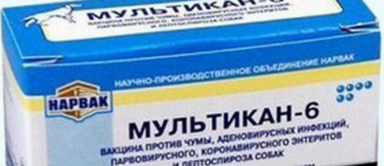 Вакцина «Мультикан-6» для собак: показания и побочные эффекты ...