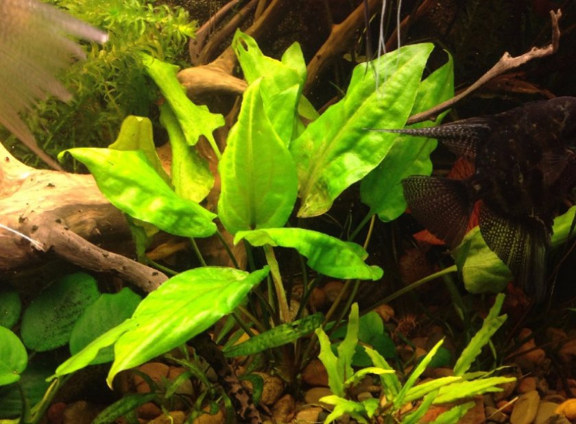 Криптокорина понтедериеволистная