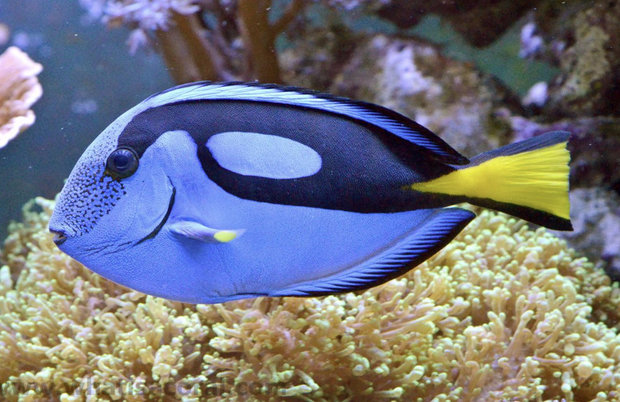 Синяя рыба хирург: основные правила содержания в условиях аквариума