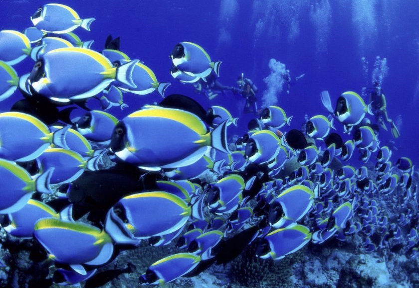 Рыба-хирург