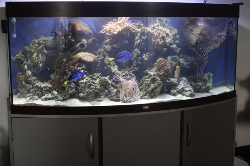 Рыба-хирург в аквариуме Рыба-хирург в аквариуме