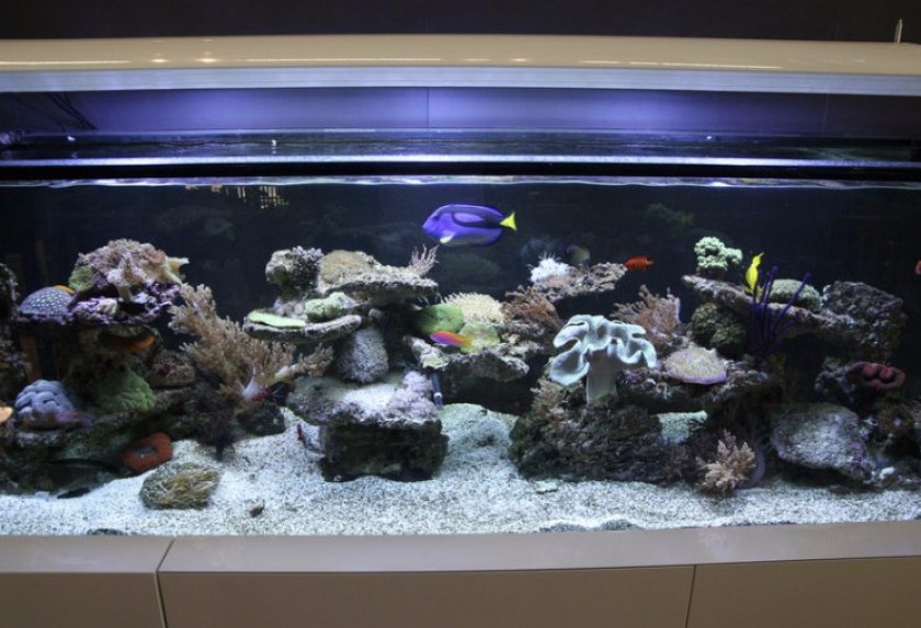 Аквариум для рыбы-хирурга