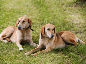 Собака Русская гончая — незаменимый партнер на охоте и преданный друг в жизни