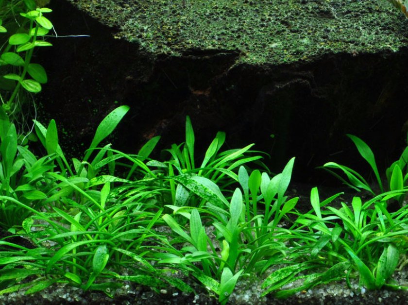 Криптокорина парва