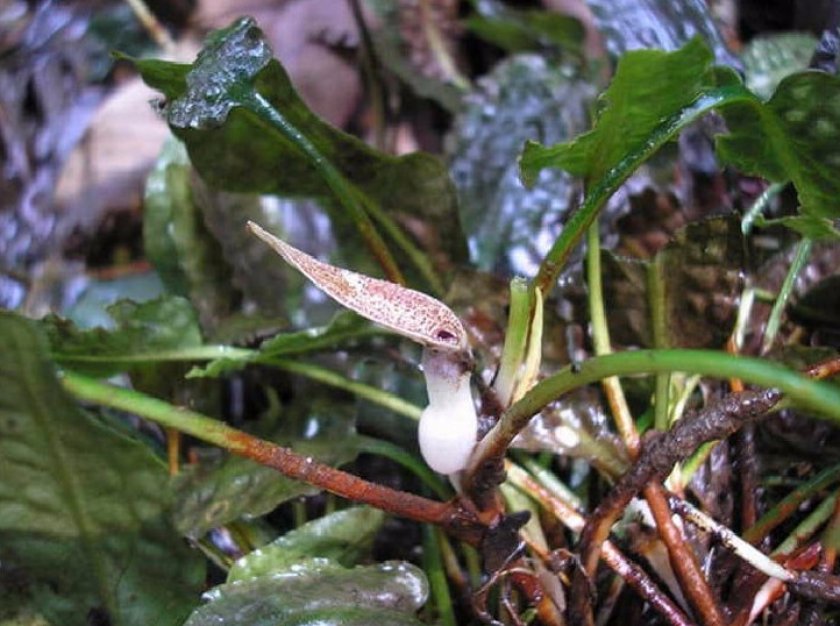 Криптокорина маленькая