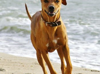 Родезийский риджбек (Африканская львиная гончая) — грациозная и мощная собака