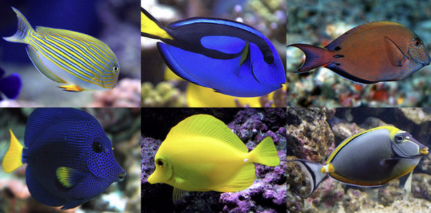 Синяя рыба хирург: основные правила содержания в условиях аквариума