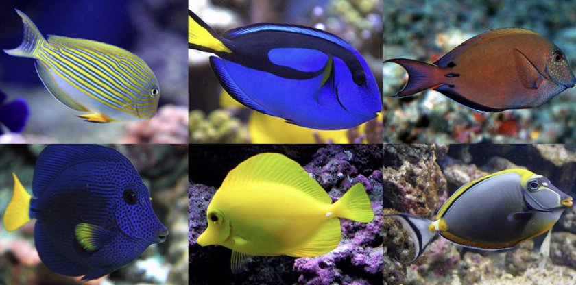 Рыба-хирург Рыба-хирург