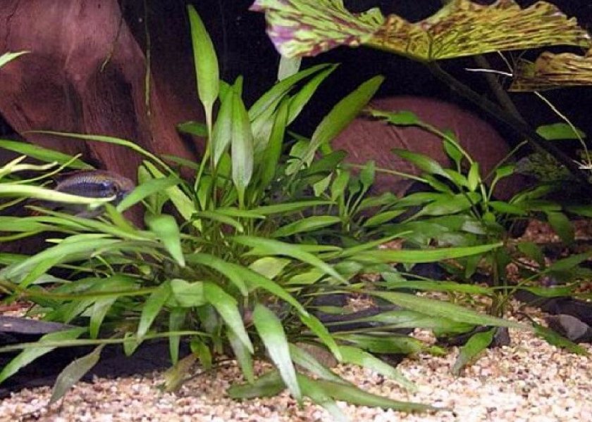 Криптокорина Невилля