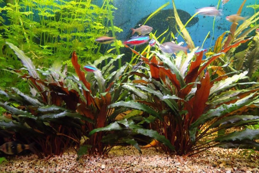 Криптокорина Беккета