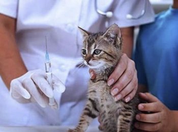 «Кантарен»: как давать коту