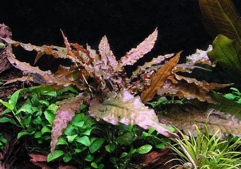 Криптокорина Вендта коричневая