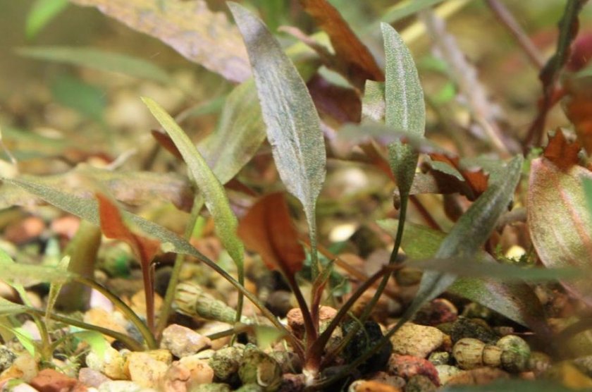 Криптокорина Валкера